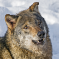 Fenze