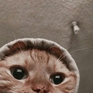 Shahnoviclovegmailcom