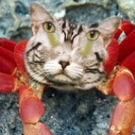 kotokrab