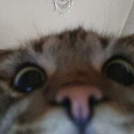 imnotapoop