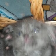 owewoeweoowe