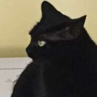 GStalkerG