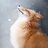 lousyfox