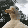 [RaweTrip] Duck.rd